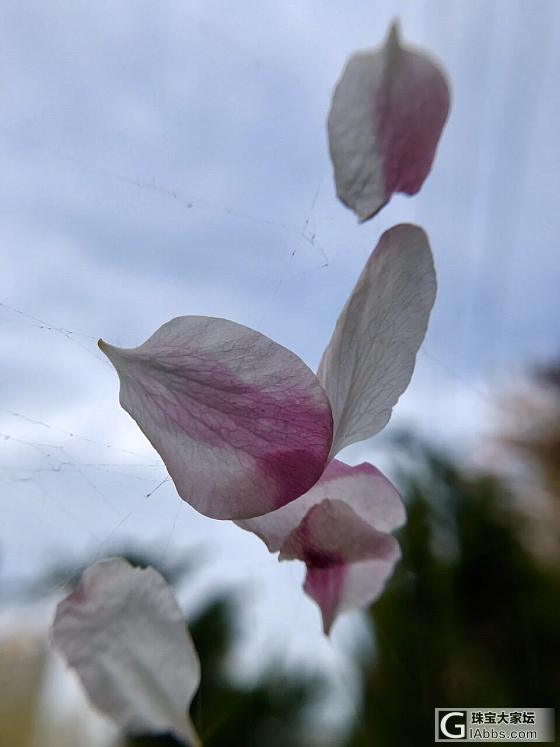 细雨湿衣看不见，闲花落地听无声。_娱乐八卦花