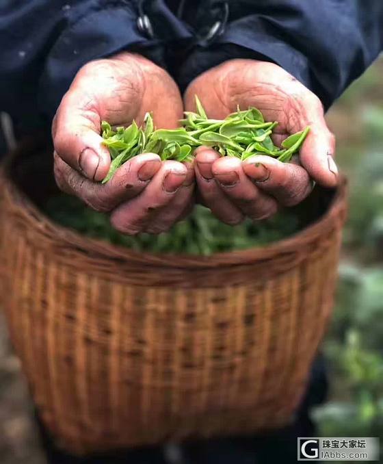 有几个爱品茶呢_茶叶茶道