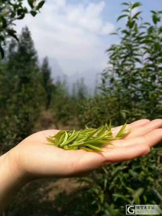 有几个爱品茶呢_茶叶茶道