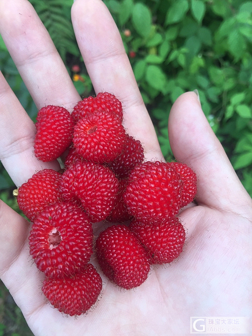 路边现摘的，再诱惑你们一下。_美食