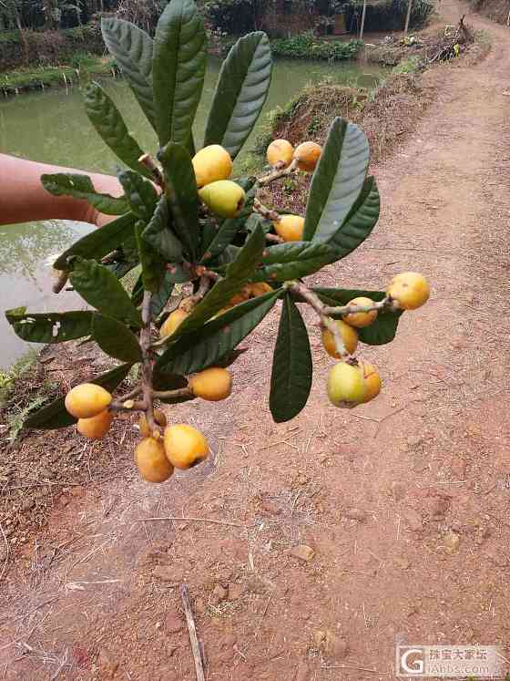 路边现摘的，再诱惑你们一下。_美食