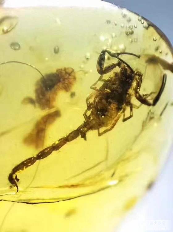 缅甸琥珀_琥珀蜜蜡