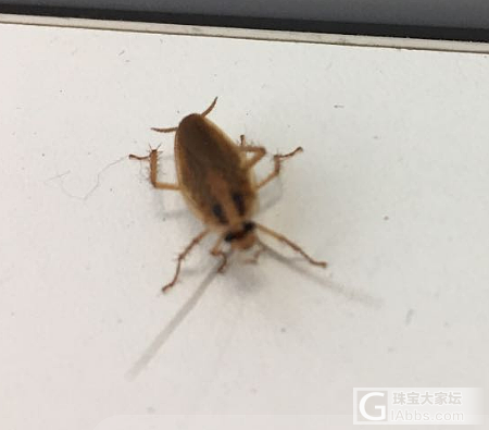 有懂昆虫学的吗，办公室里这种小虫子，斩不尽杀不绝_昆虫闲聊