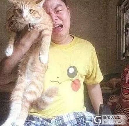 男子失恋后找不到人安慰，抱着猫狂哭，可猫却..._猫