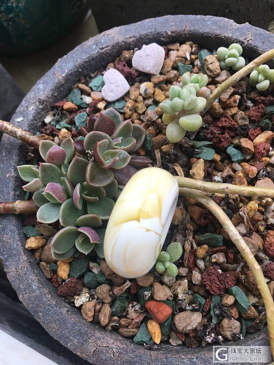 极品风火轮瓷白蜜蜡_平安扣蜜蜡琥珀蜜蜡