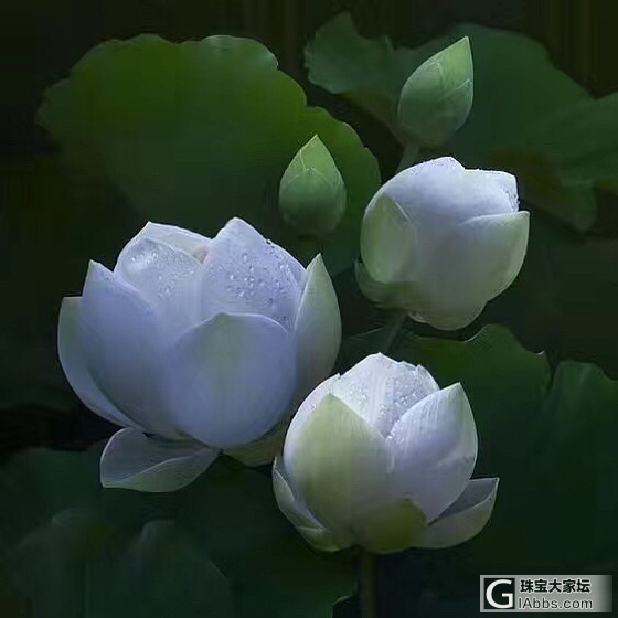 姑娘说这是河莲，这名字起的我给100分。_挂件和田玉