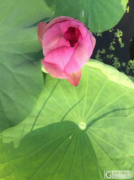 白洋淀拍的荷花，拍完都中暑了_摄影水培植物