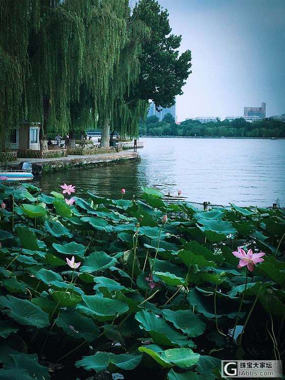 今天的大明湖_花