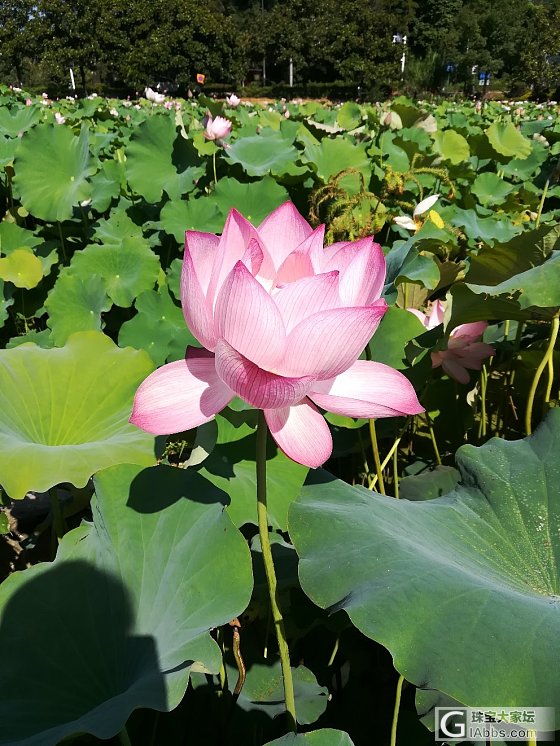 毛主席家乡的荷花_植物湖南