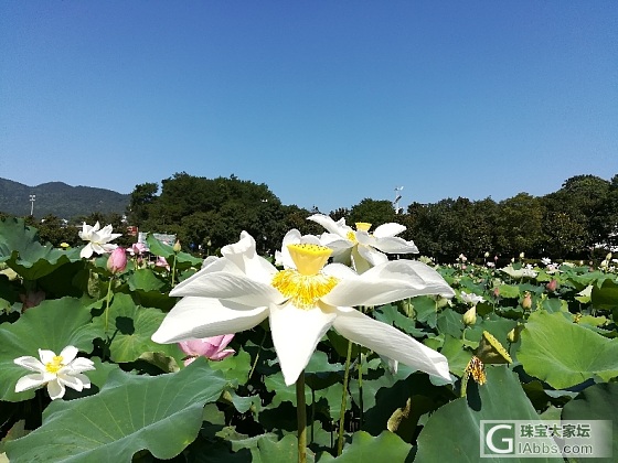 毛主席家乡的荷花_植物湖南