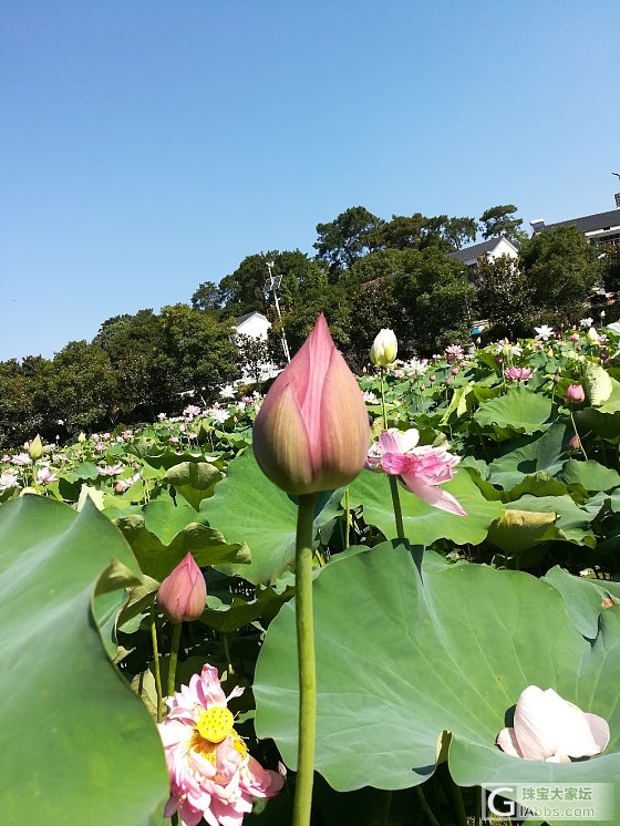 毛主席家乡的荷花_植物湖南