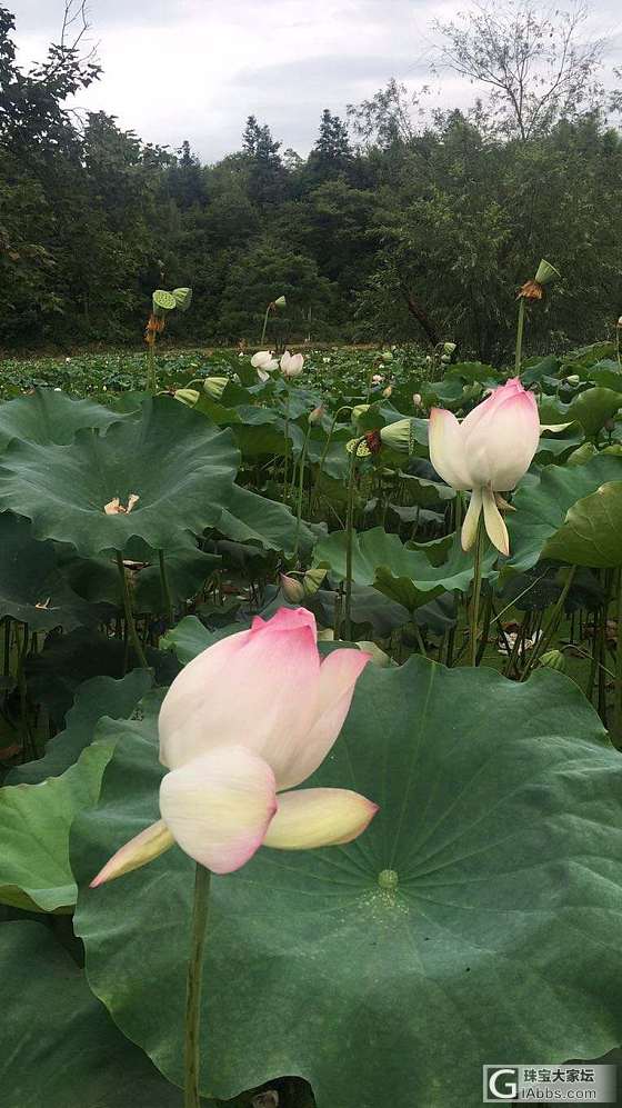 天气热得不像话，但是还是很美的_旅游