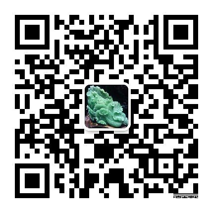 大溪地黑珍珠_海水珍珠吊坠