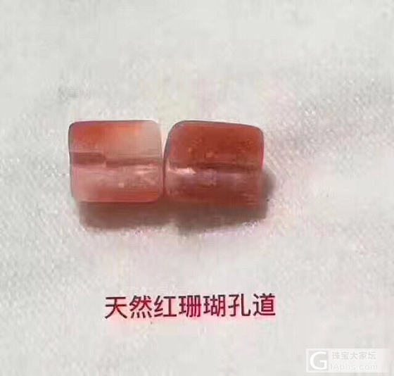 真假红珊瑚_珊瑚