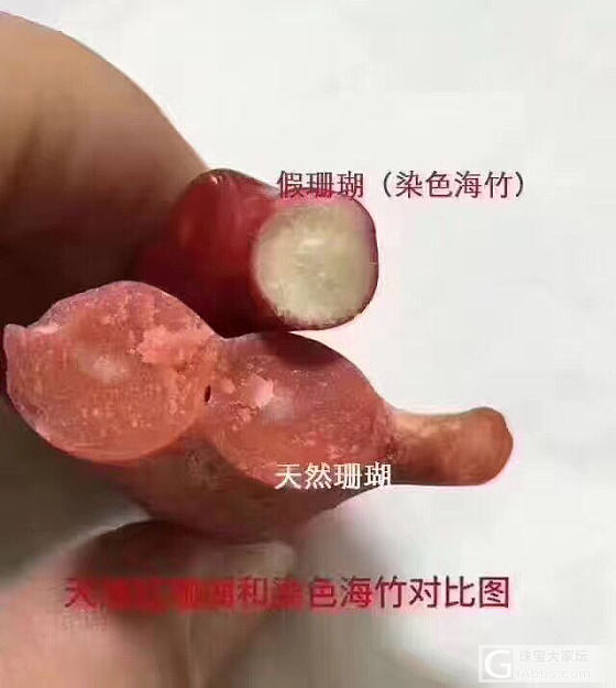 真假红珊瑚_珊瑚