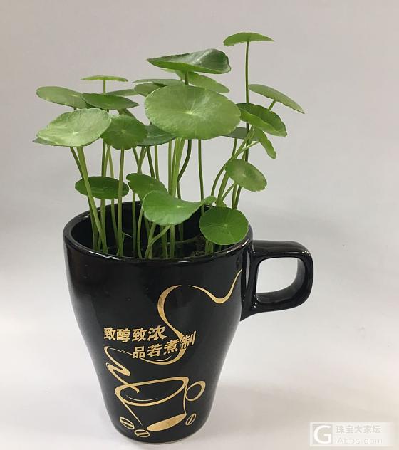 ☕️_水培植物