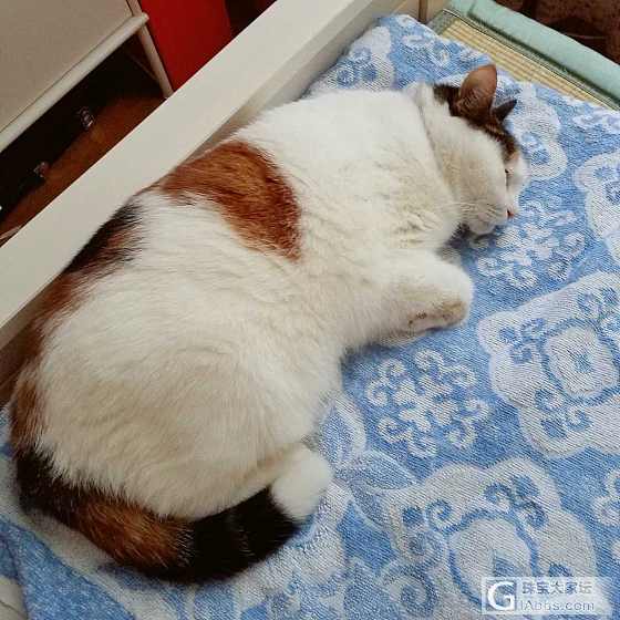 今天人家和我说，你才知道它也算半个橘猫吗_猫