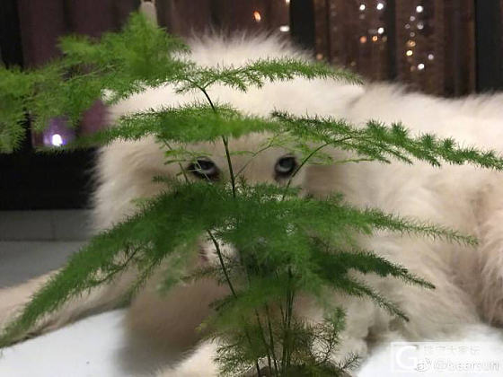 某宝上的羊子珠宝_翡翠淘宝