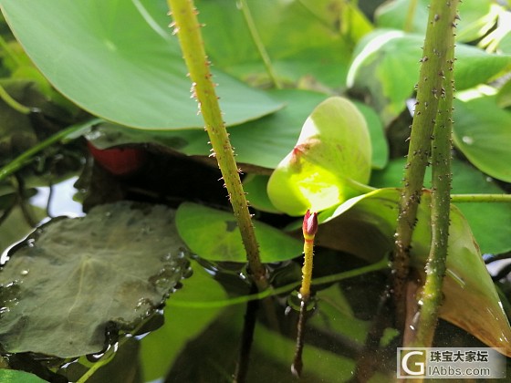 艾玛玛玛玛_水培植物