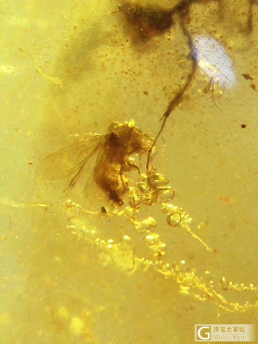 缅甸琥珀中的虫珀，不是地摊的那种大蝎子_虫珀