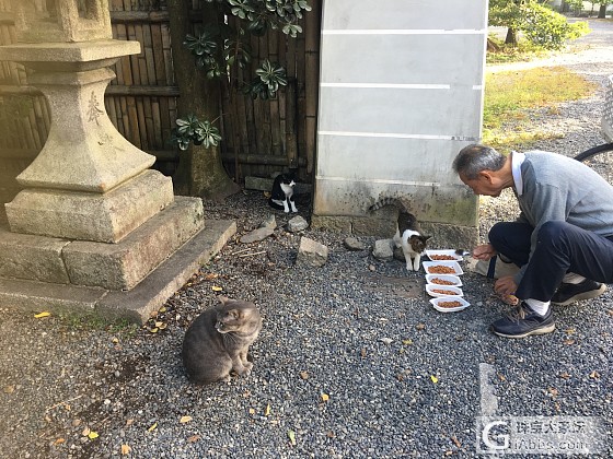 京都御苑的流浪猫咪们_日本猫