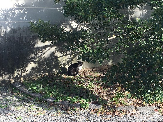 京都御苑的流浪猫咪们_日本猫