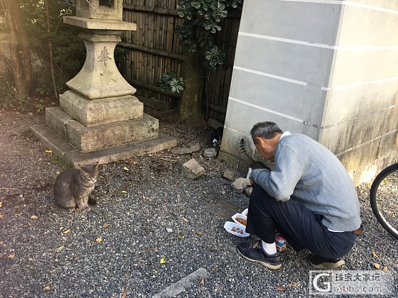 京都御苑的流浪猫咪们_日本猫