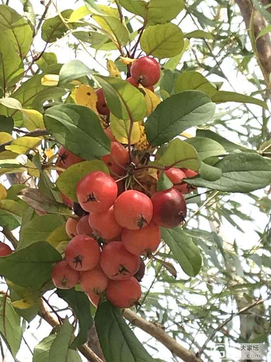 枯叶凋零，冬将至_摄影