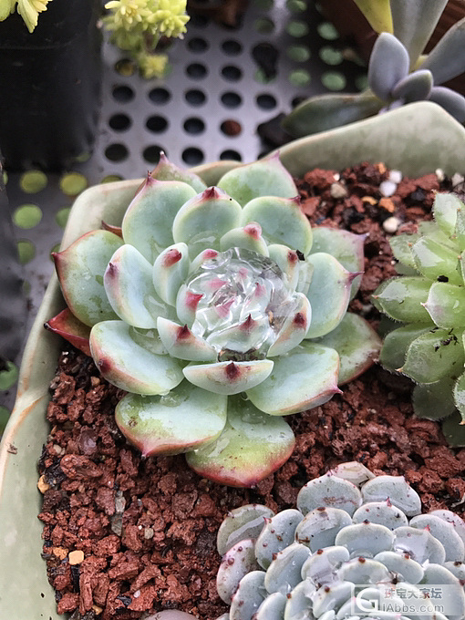 最美不过下雨天…_珠串菩提子