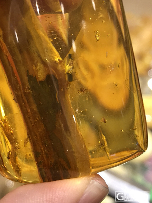 见过这样的虫珀植物珀吗_植物珀虫珀