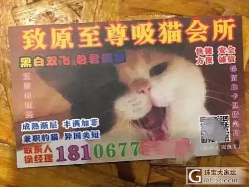 “扫猫打非”行动_猫