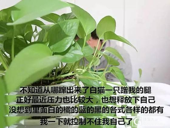 “扫猫打非”行动_猫