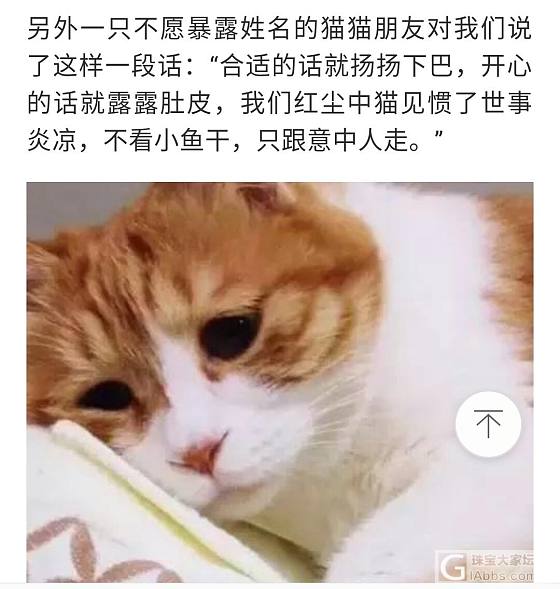 “扫猫打非”行动_猫