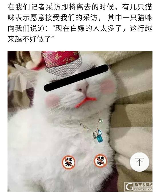 “扫猫打非”行动_猫