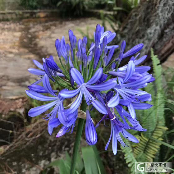 矢车菊花_蓝宝石