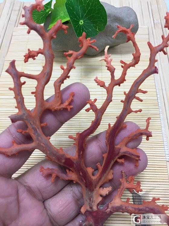 日本阿卡珊瑚小摆件，29.55克，颜色近牛血_摆件珊瑚