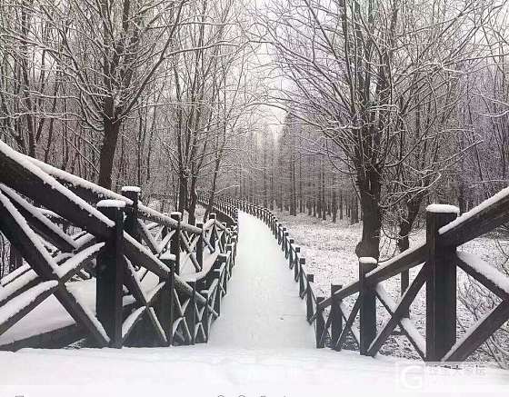 家乡的雪！几年难见！_旅游