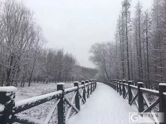 家乡的雪！几年难见！_旅游