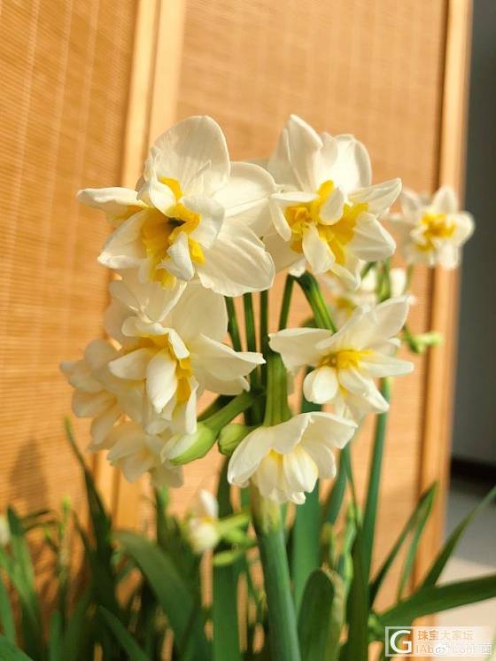 温室里的花朵_花水培植物