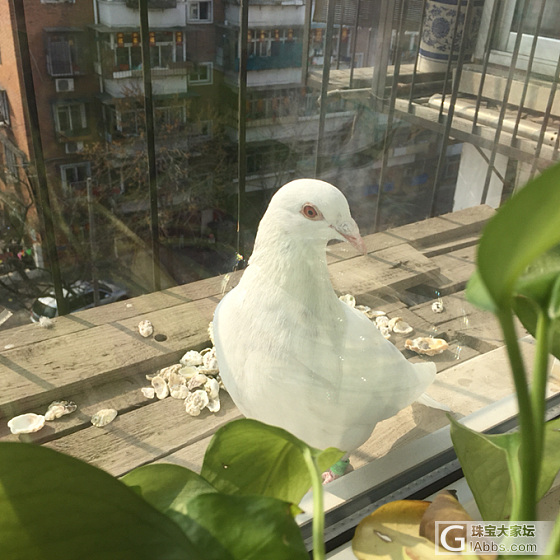 家里来了小客人_鸽