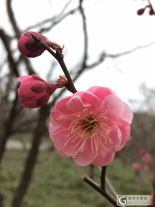 寻梅_花树