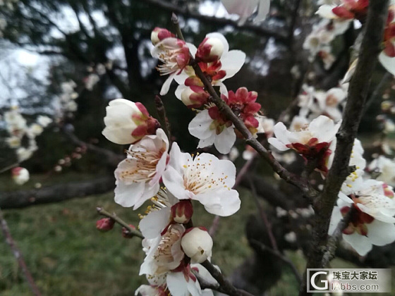 寻梅_花树