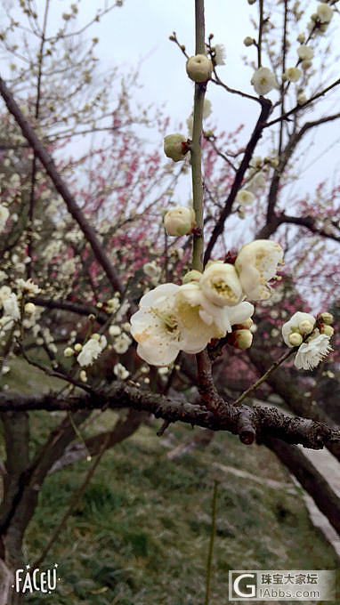 寻梅_花树