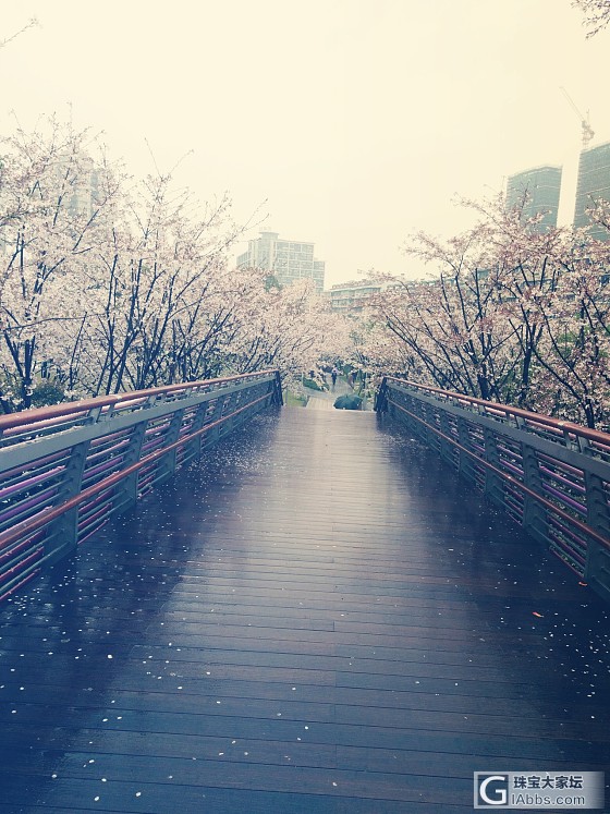 雨中赏樱_花景色