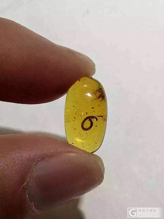 天然虫珀化石_虫珀