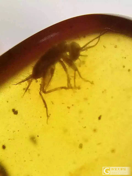 天然虫珀化石_虫珀