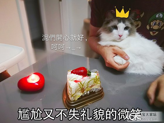 毛孩子過生日_猫