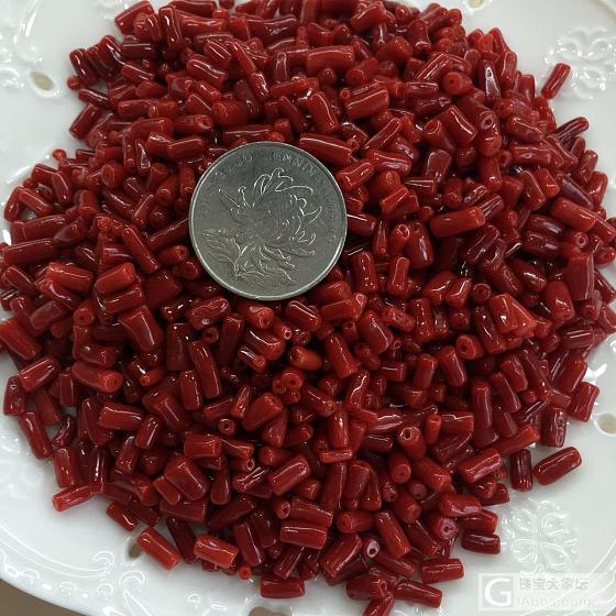 红珊瑚_珊瑚