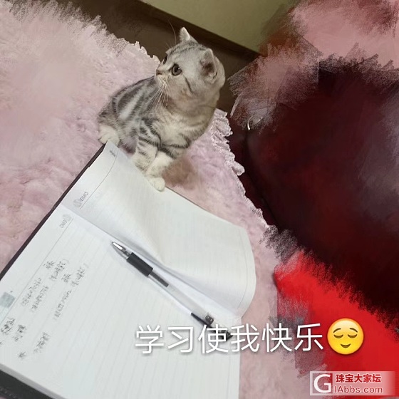 妹妹家两只小猫咪_猫