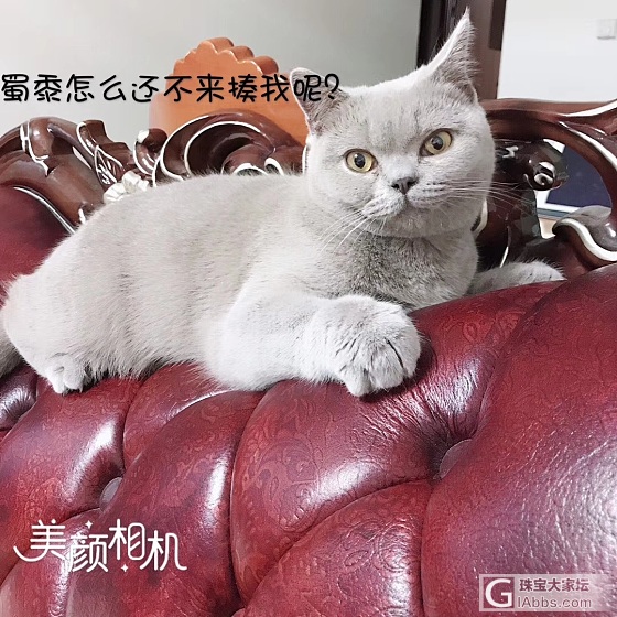 妹妹家两只小猫咪_猫